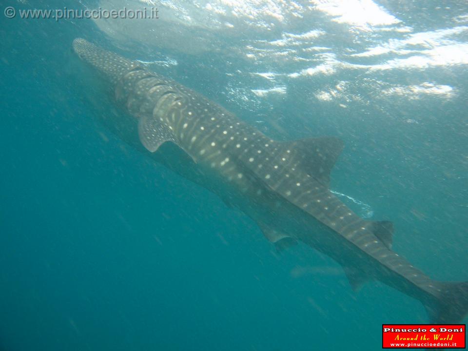 Djibouti - Whale Shark in Djibouti - 18.jpg